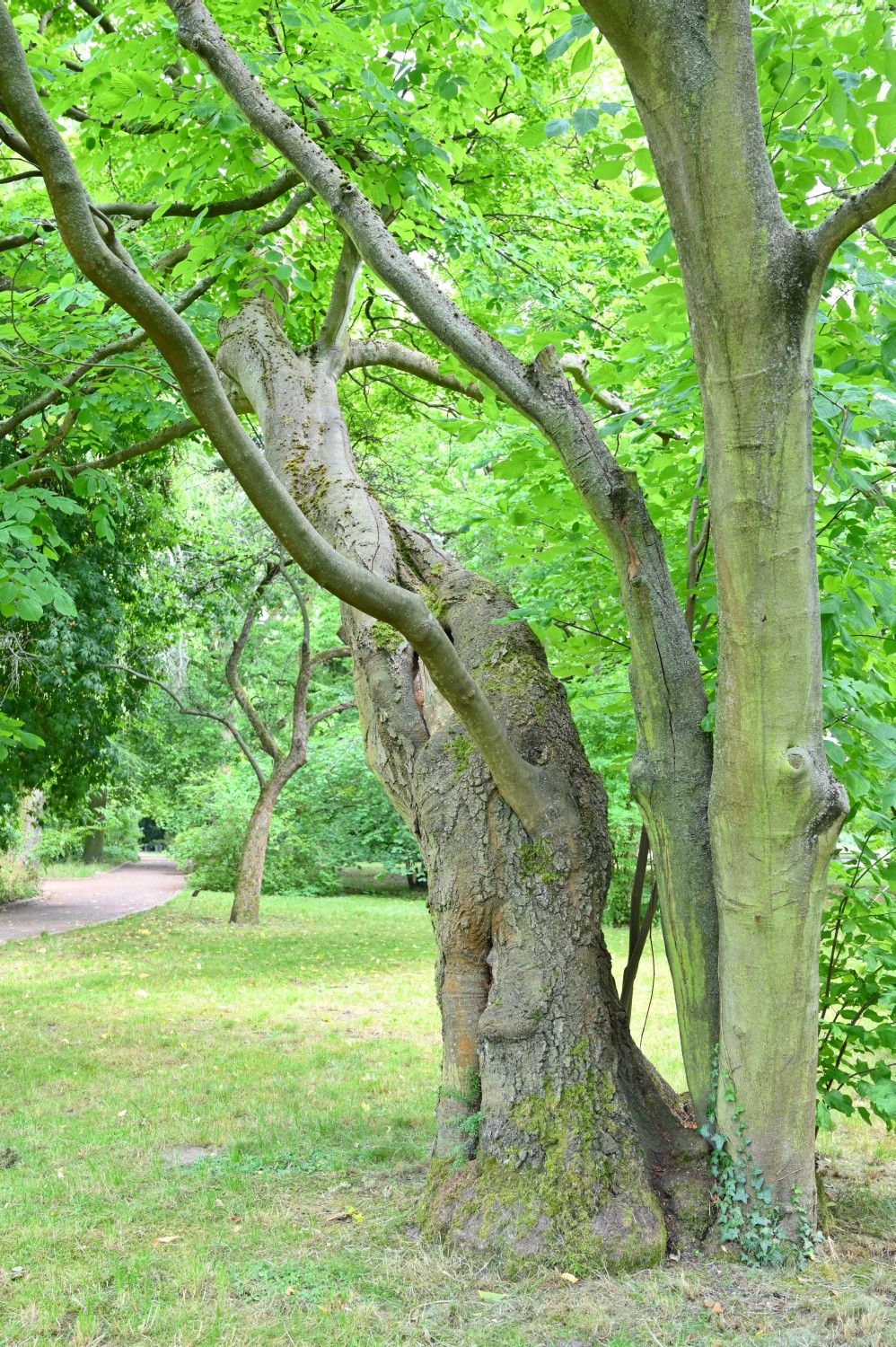Cladrastis kentukea - Berlin-Blankenfelde - 2022