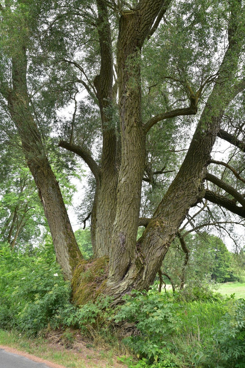 Salix alba - Schulzendorf - 2018