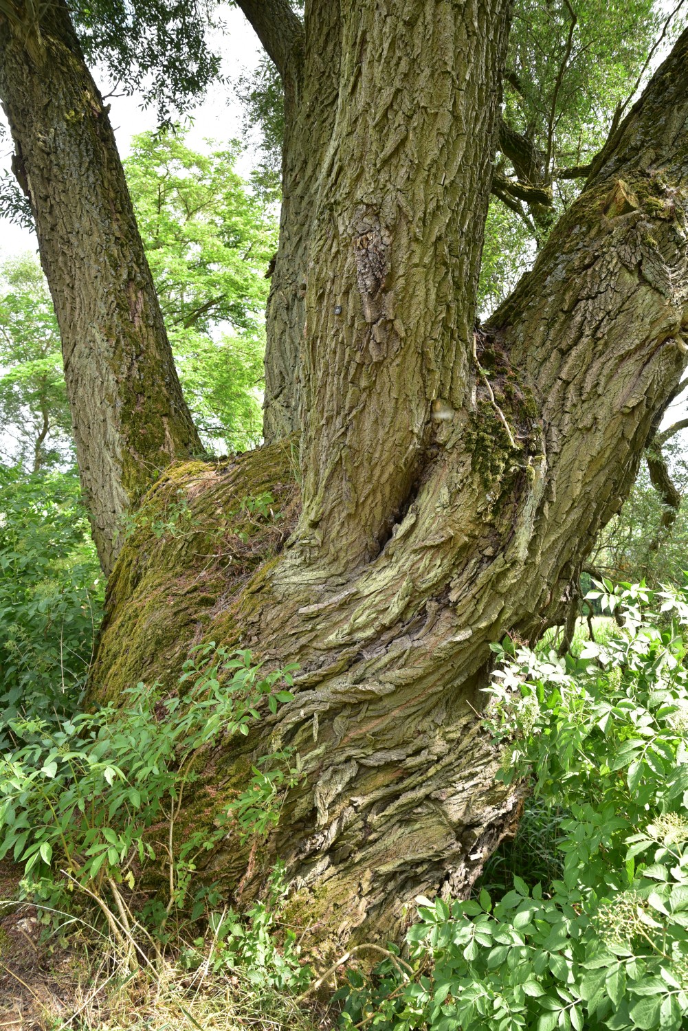 Salix alba - Schulzendorf - 2018