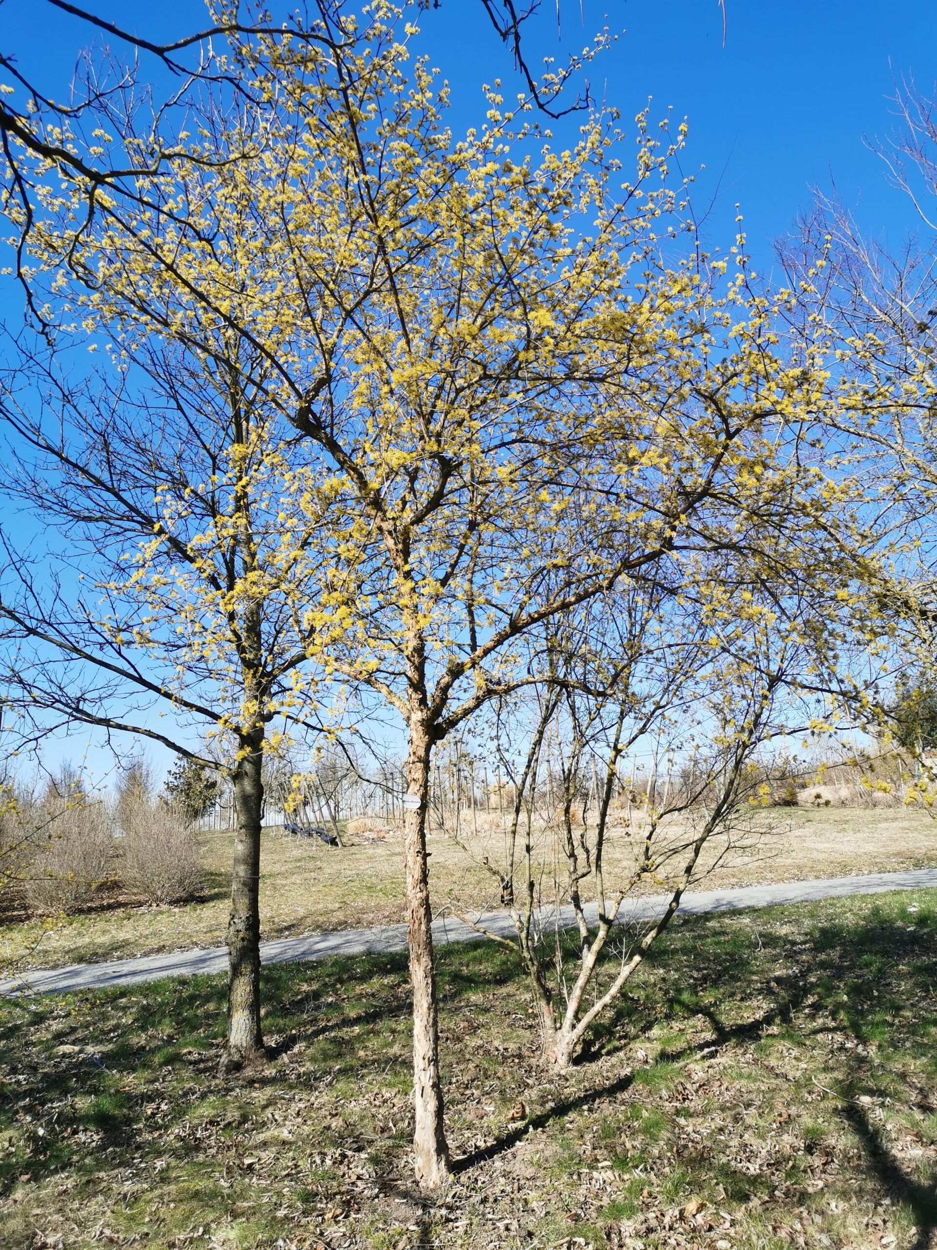 Cornus officinalis