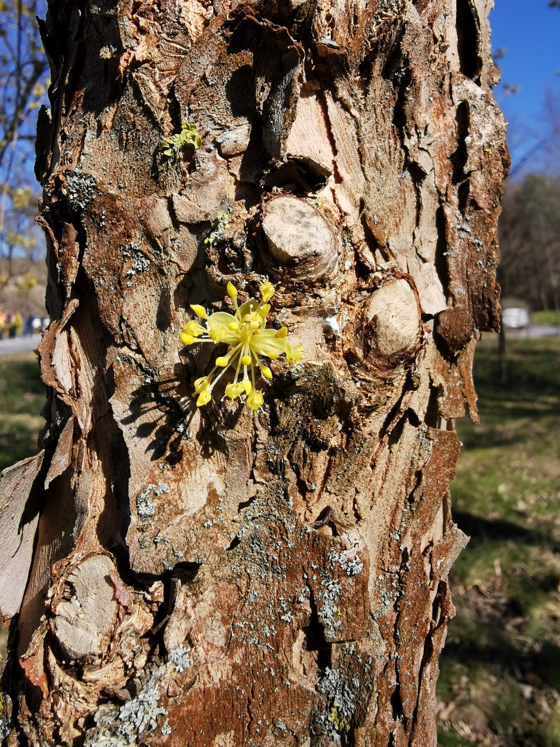 Cornus officinalis - Thüngersheim - 2019