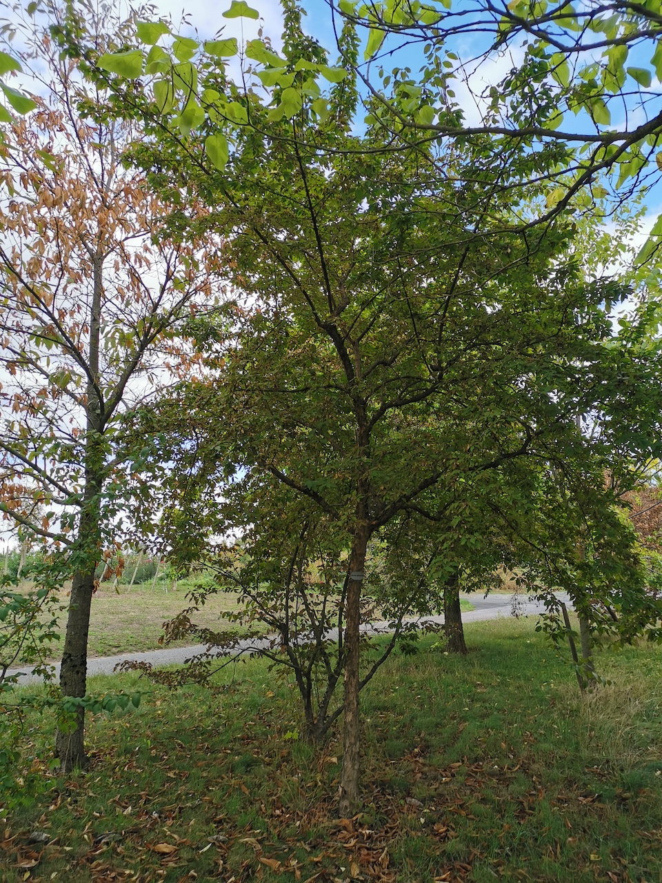 Cornus officinalis - Thüngersheim - 2022