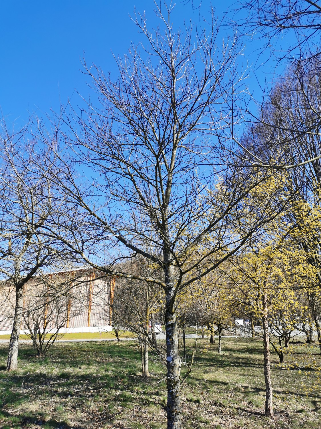 'Anny's Summer Red' Castanea sativa