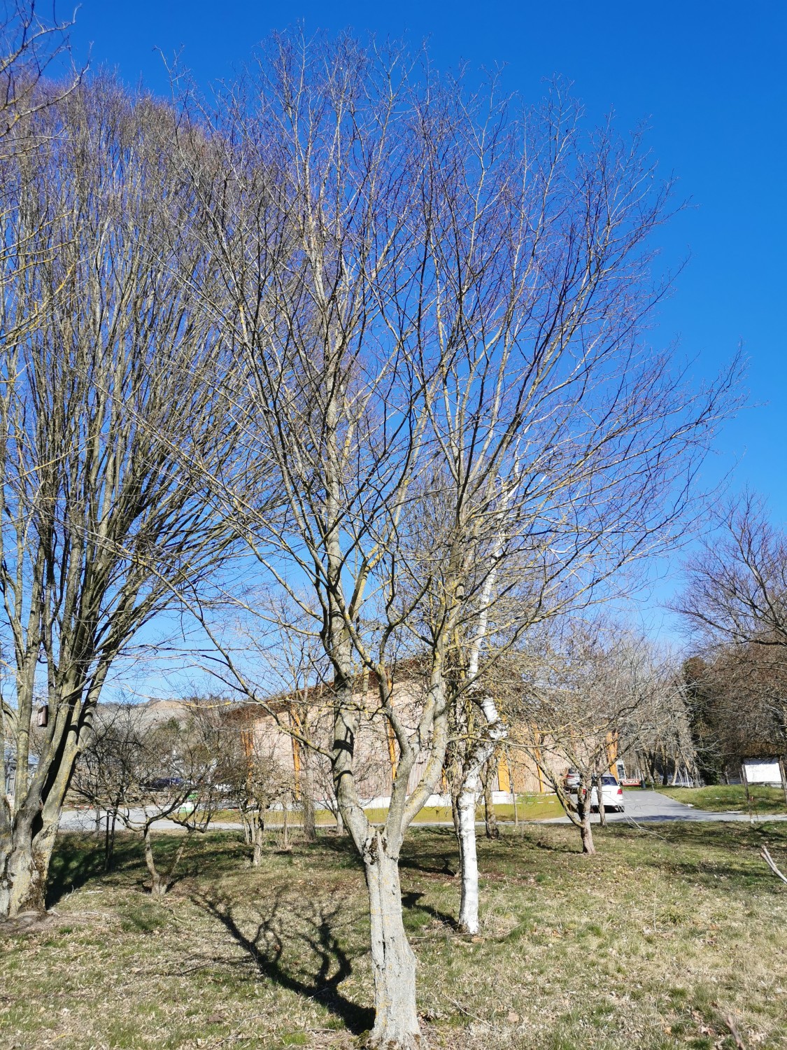 Carpinus turczaninowii