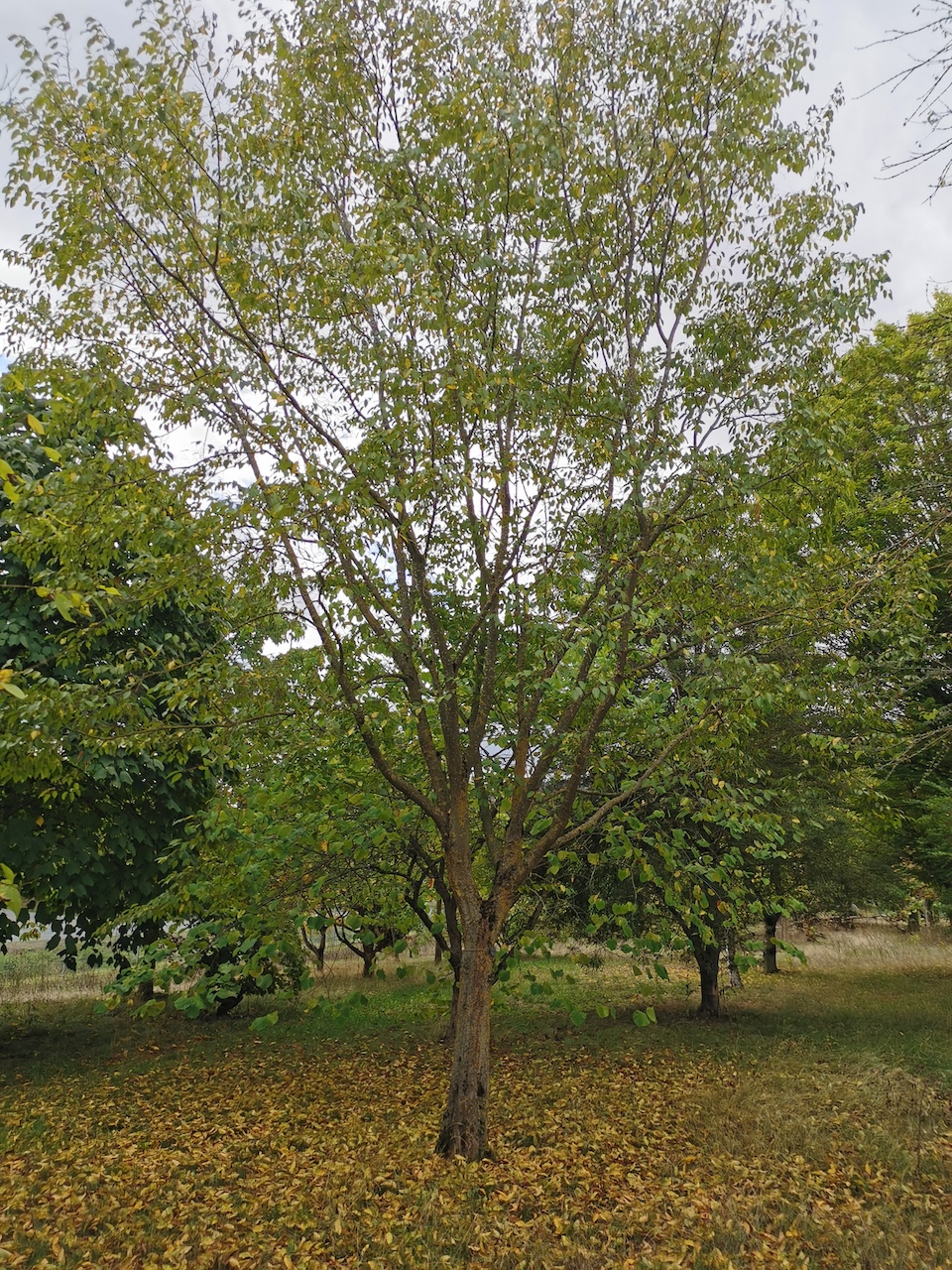 Carpinus turczaninowii - Thüngersheim - 2022