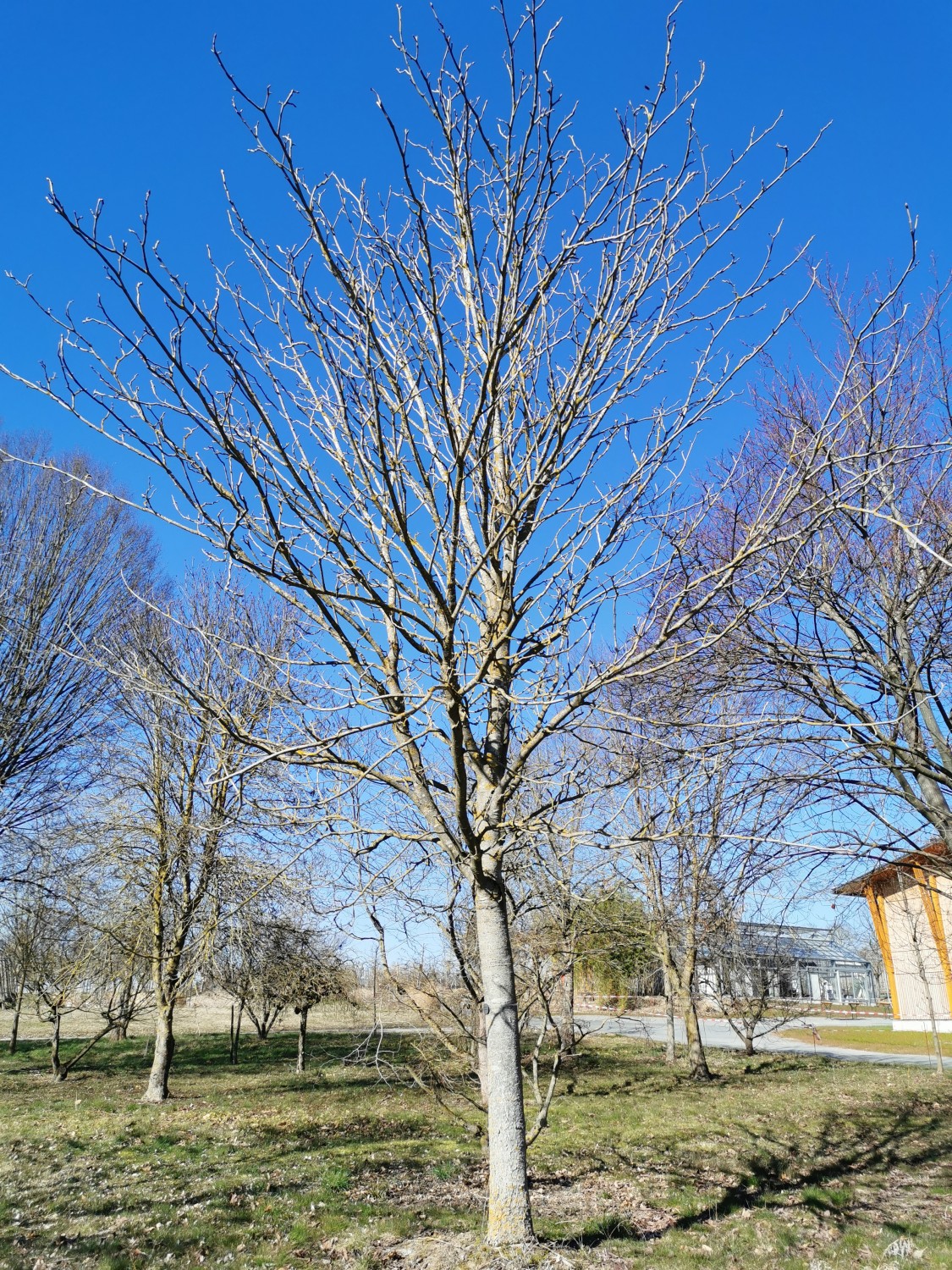 'Atrosanguinea' Aesculus pavia