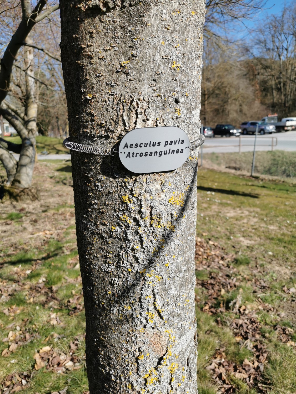 Aesculus pavia 'Atrosanguinea' - Thüngersheim - 2019