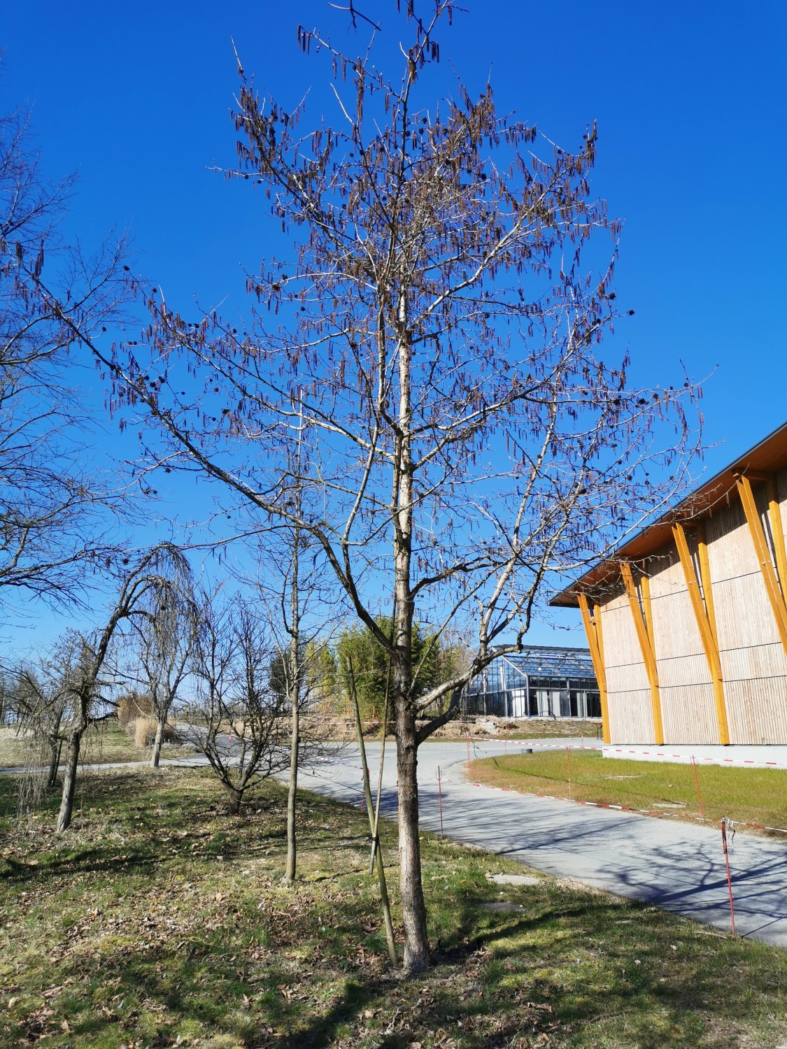 'Te-Terra Red' colurna Corylus