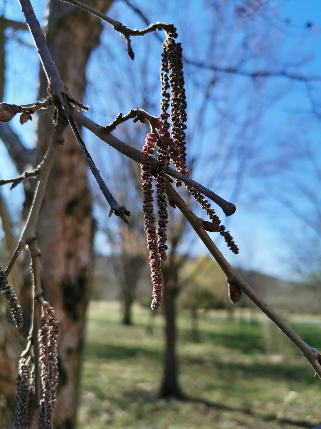 Corylus colurna 'Te-Terra Red' - Thüngersheim - 2019