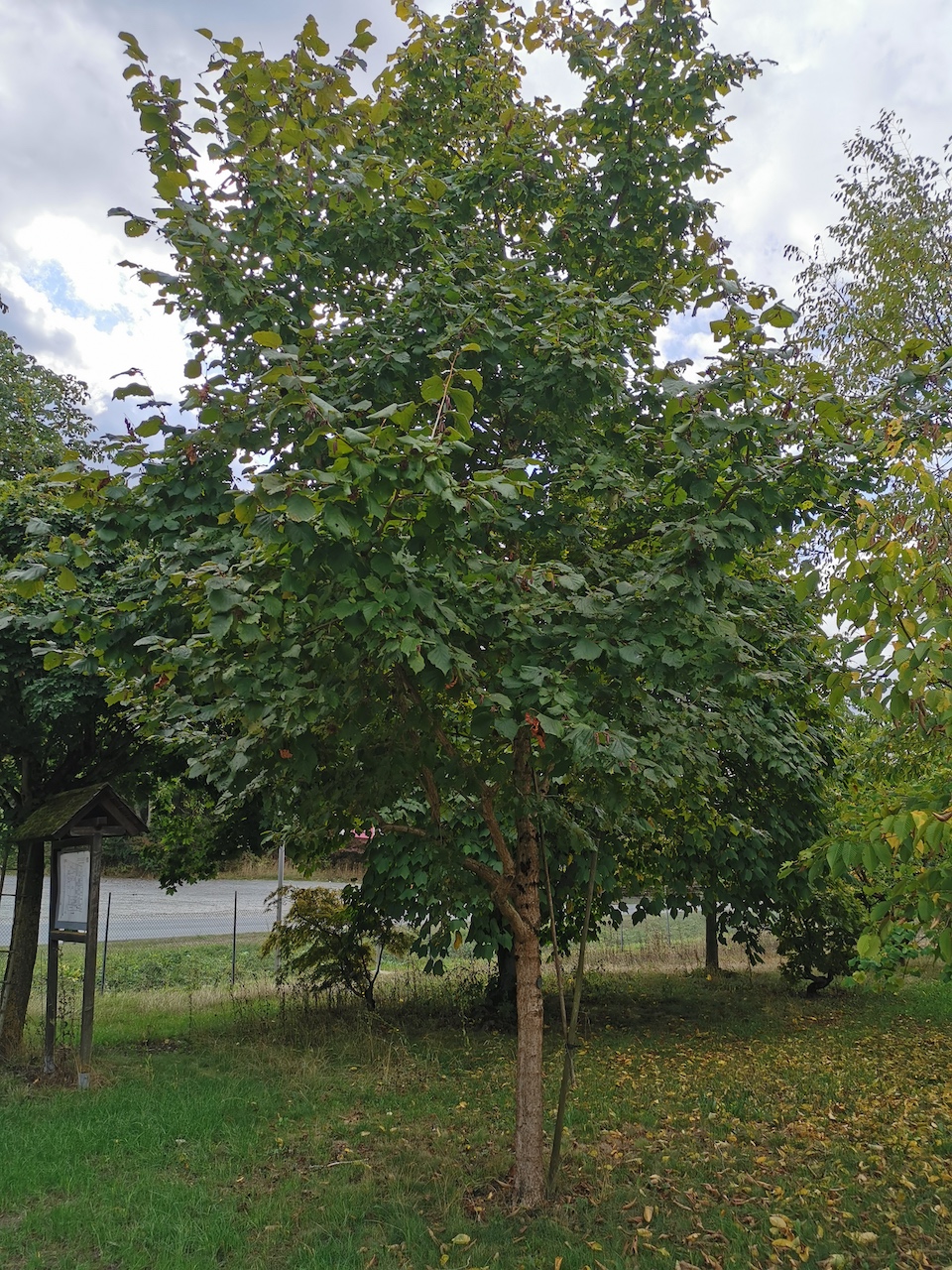 Corylus colurna 'Te-Terra Red' - Thüngersheim - 2022