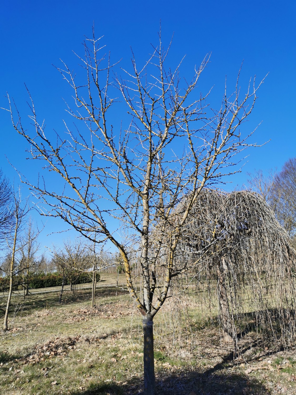 'Ohazuki' biloba Ginkgo