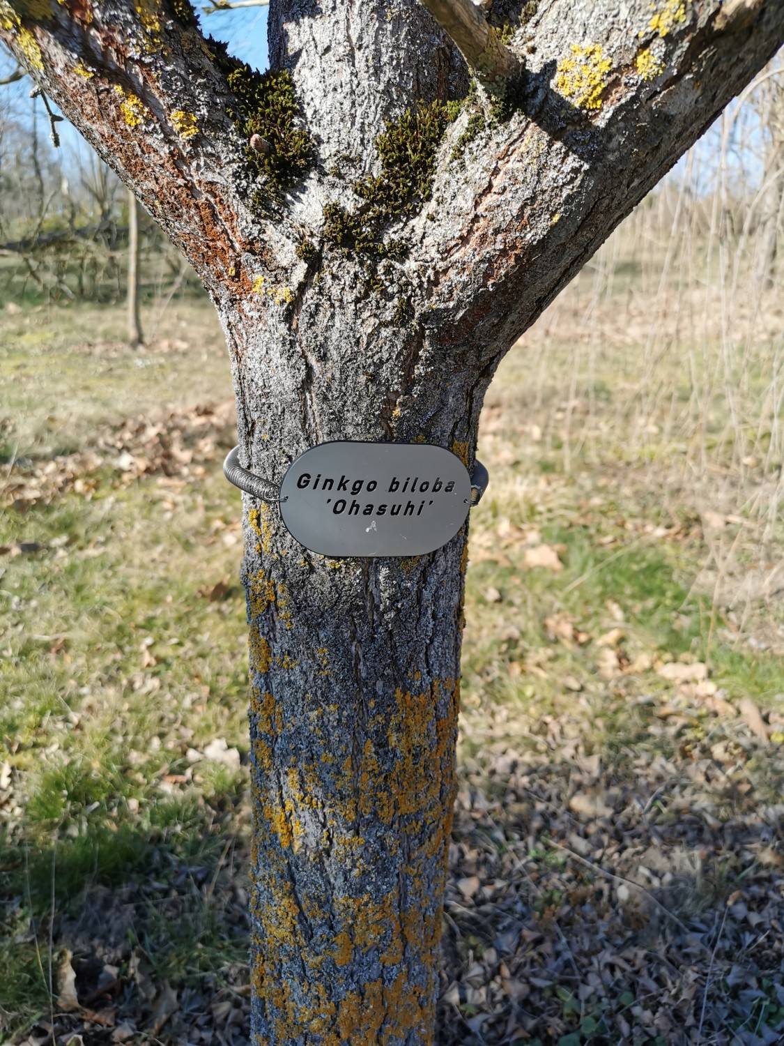 Ginkgo biloba 'Ohazuki' (Name hier falsch) - Thüngersheim - 2019