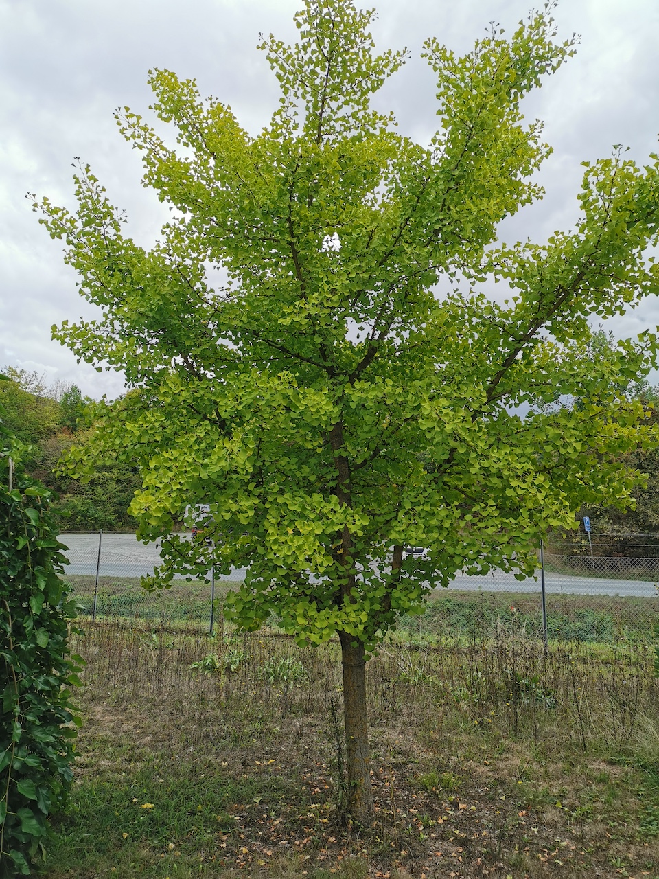 Ginkgo biloba 'Ohazuki' - Thüngersheim - 2022