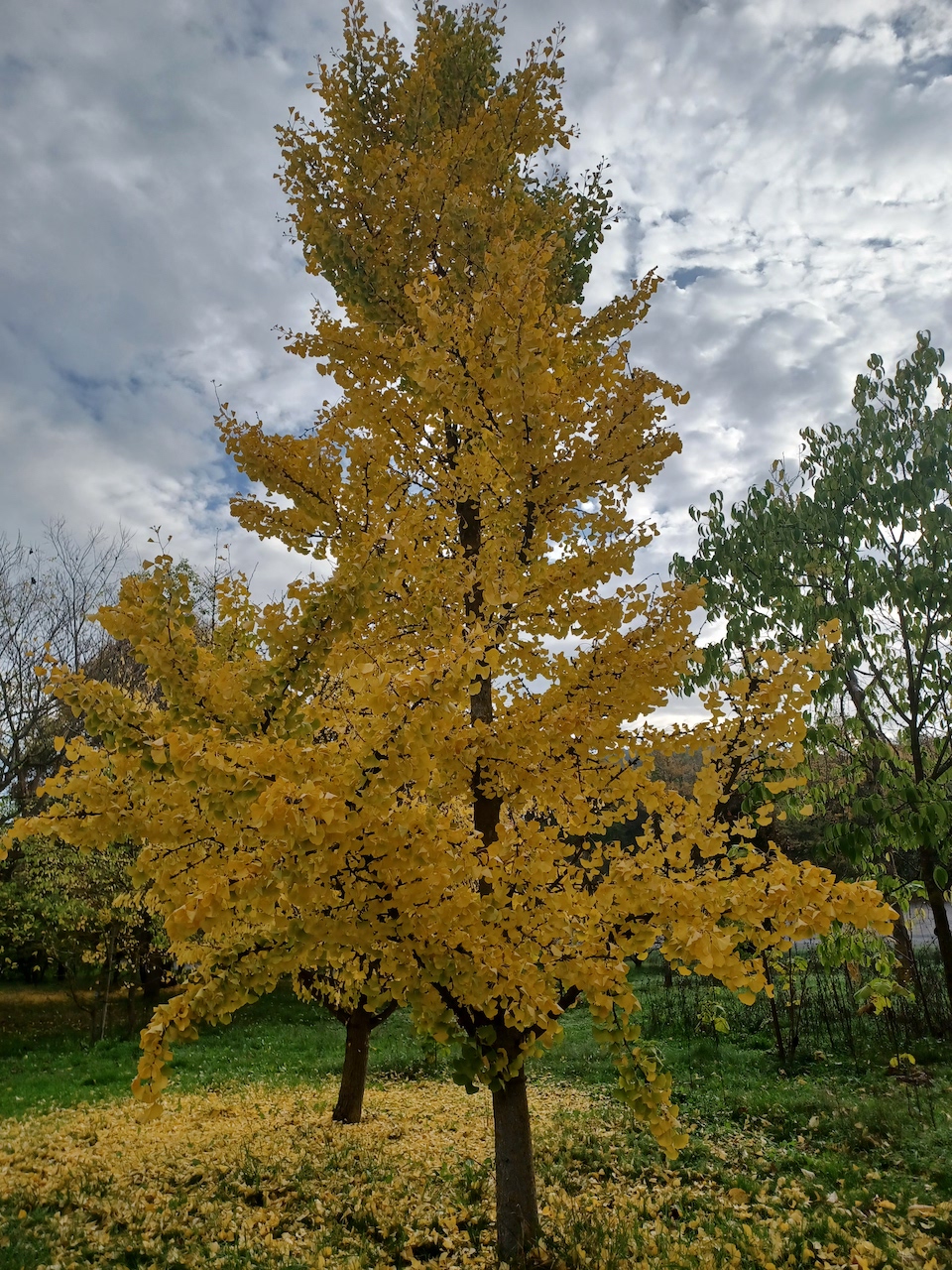 Ginkgo biloba 'Princeton Sentry' - Thüngersheim - 2022