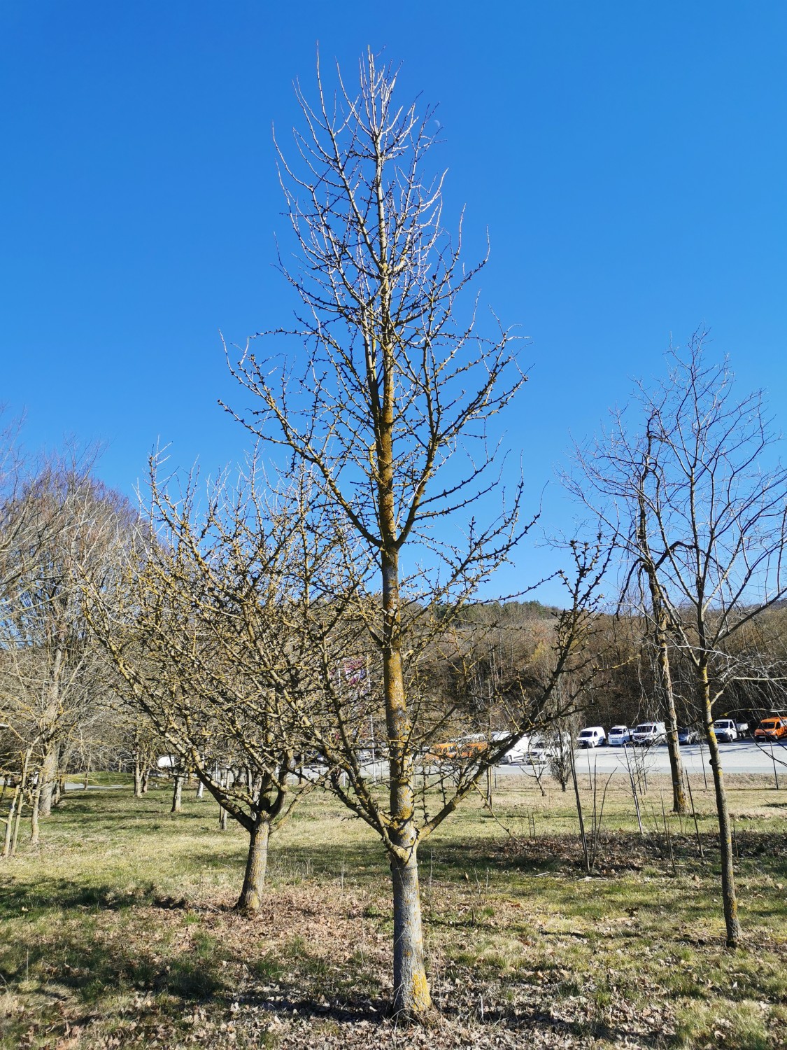 'Princeton Sentry' biloba Ginkgo