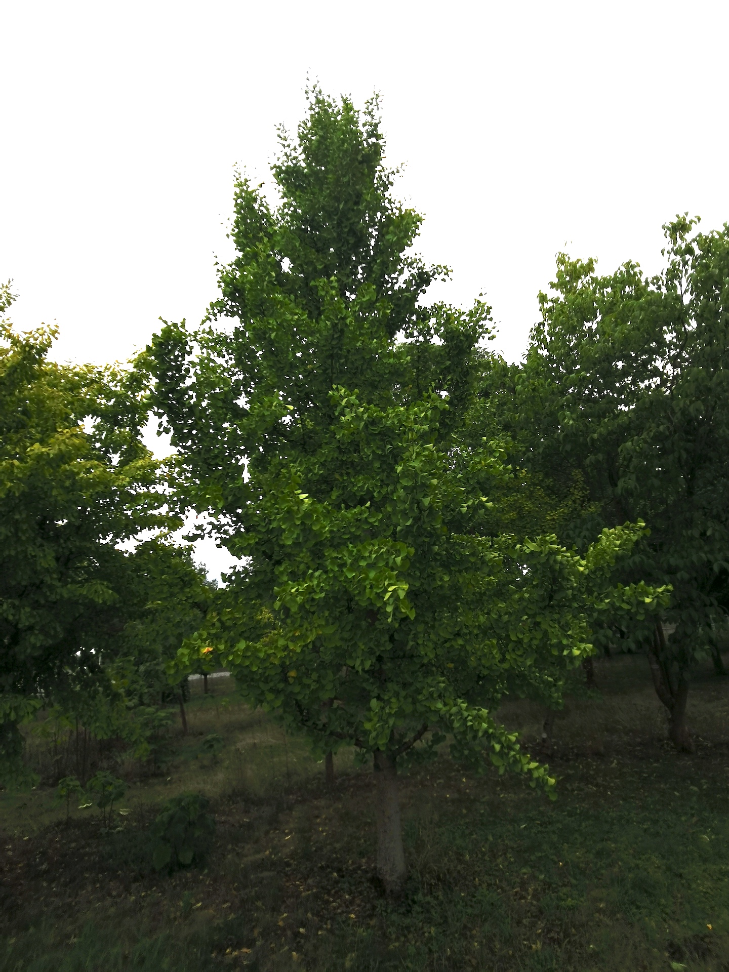 Ginkgo biloba 'Princeton Sentry' - Thüngersheim - 2022