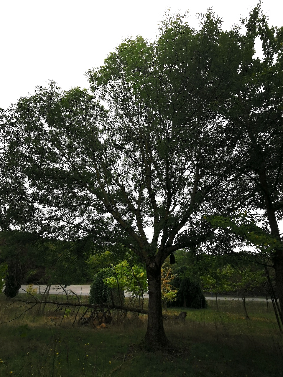 'Globosum' excelsior Fraxinus