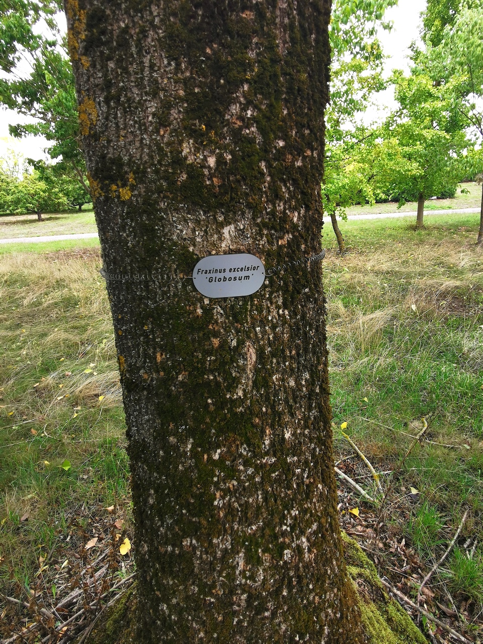 Fraxinus excelsior 'Globosum' - Thüngersheim - 2022