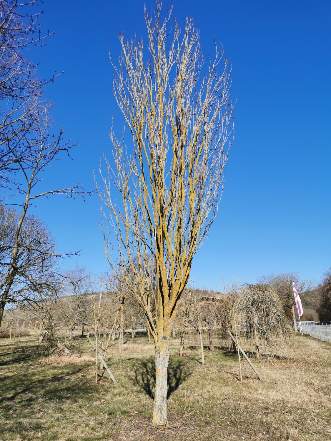 'Fastigiata' Koelreuteria paniculata