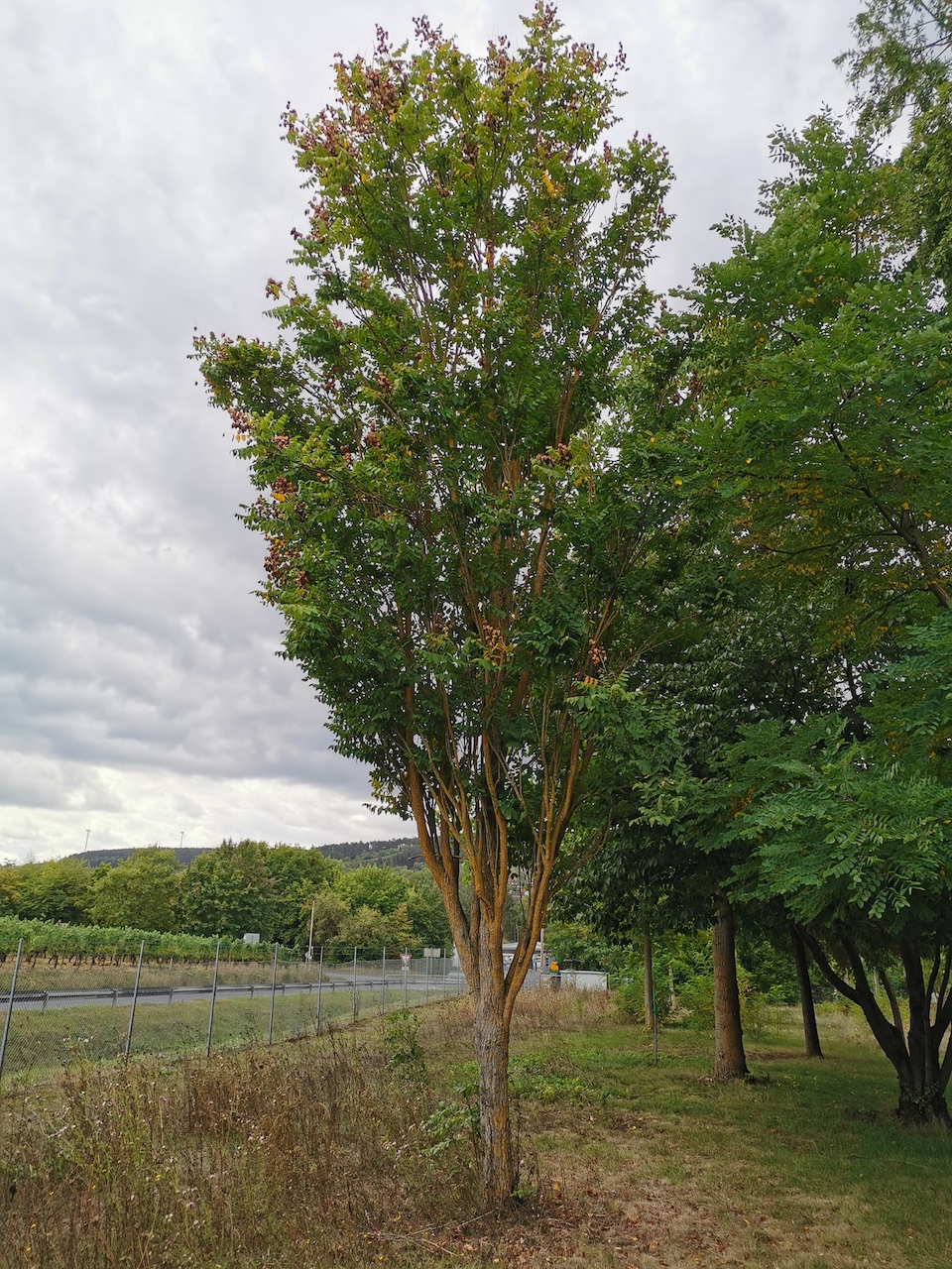 Koelreuteria paniculata 'Fastigiata' - Thüngersheim - 2022