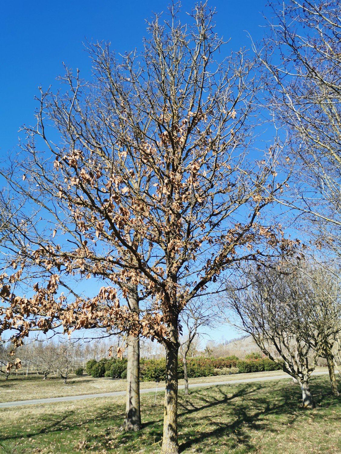 'Carl Ferris Miller' dentata Quercus