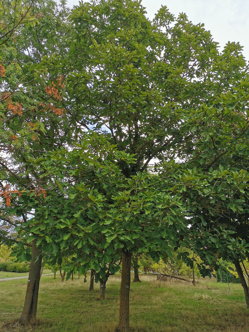 Quercus dentata 'Carl Ferris Miller' - Thüngersheim - 2022