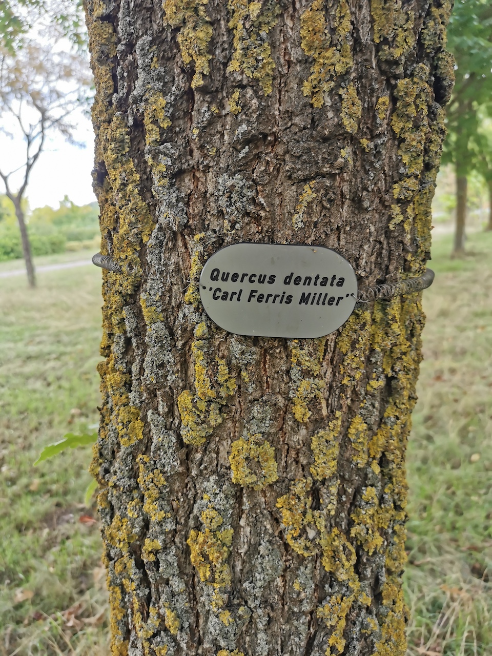 Quercus dentata 'Carl Ferris Miller' - Thüngersheim - 2022