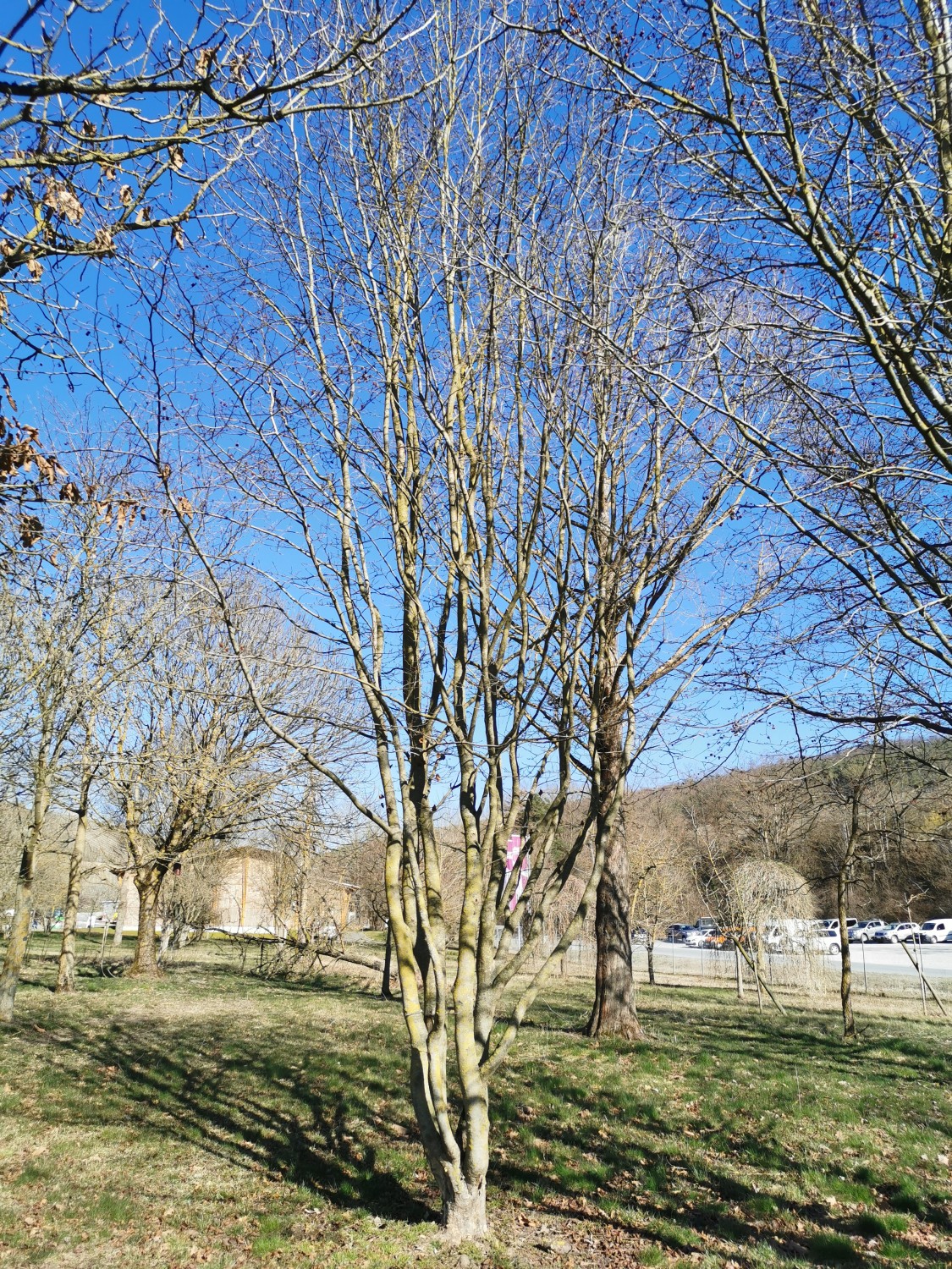 'Vanessa' Parrotia persica