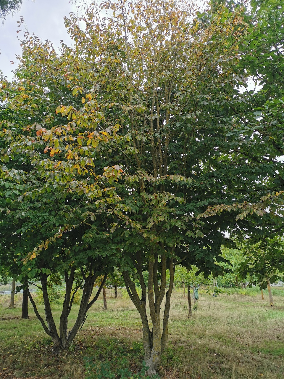 Parrotia persica 'Vanessa' - Thüngersheim - 2022