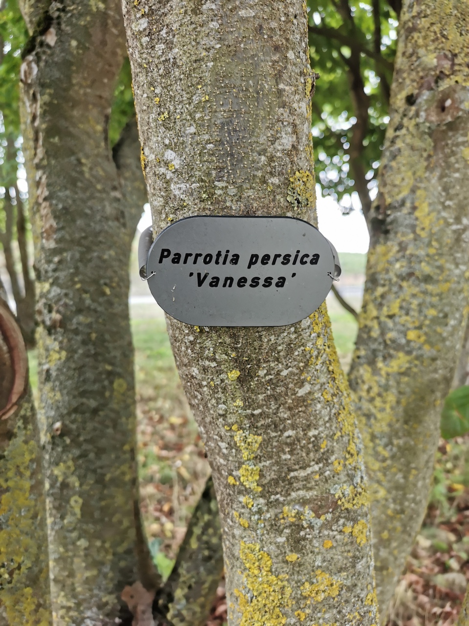 Parrotia persica 'Vanessa' - Thüngersheim - 2022