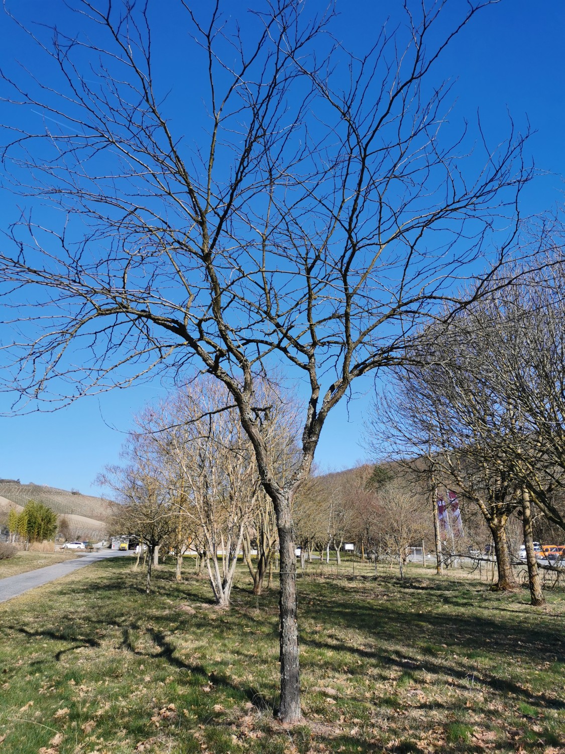 'Ruby Lace' Gleditsia triacanthos