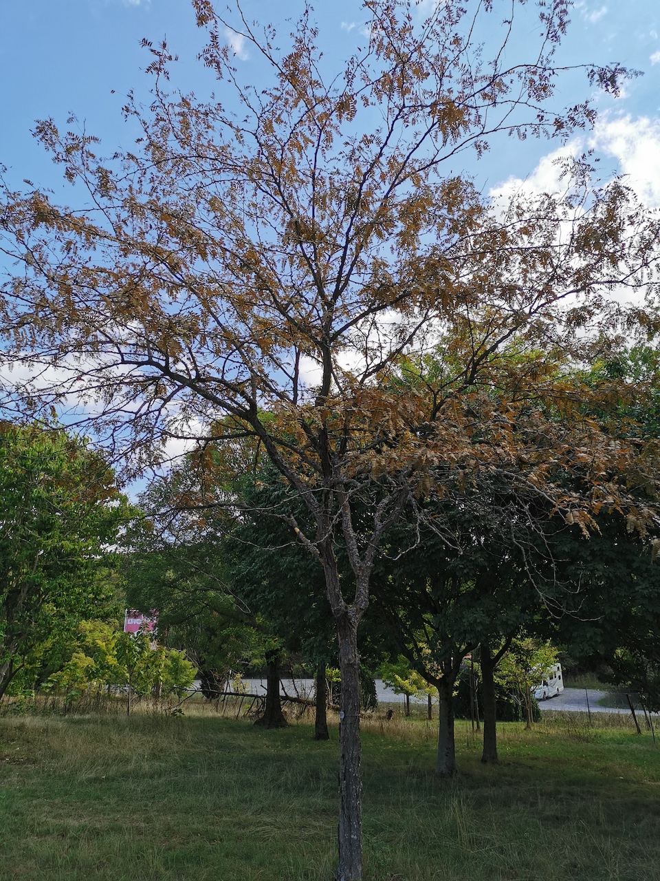 Gleditsia triacanthos 'Ruby Lace' - Thüngersheim - 2022