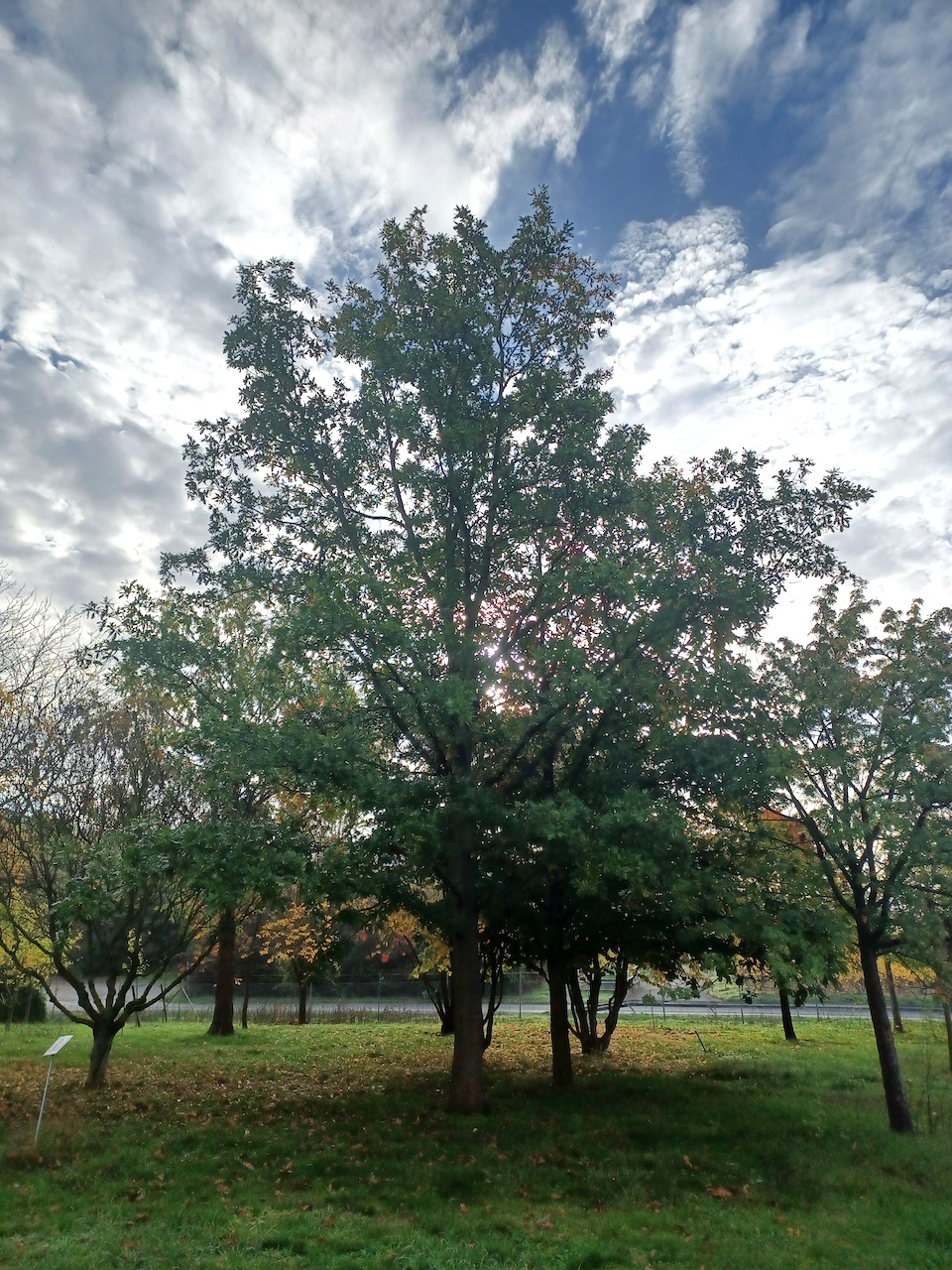 Quercus cerris 'Wodan' - Thüngersheim - 2022