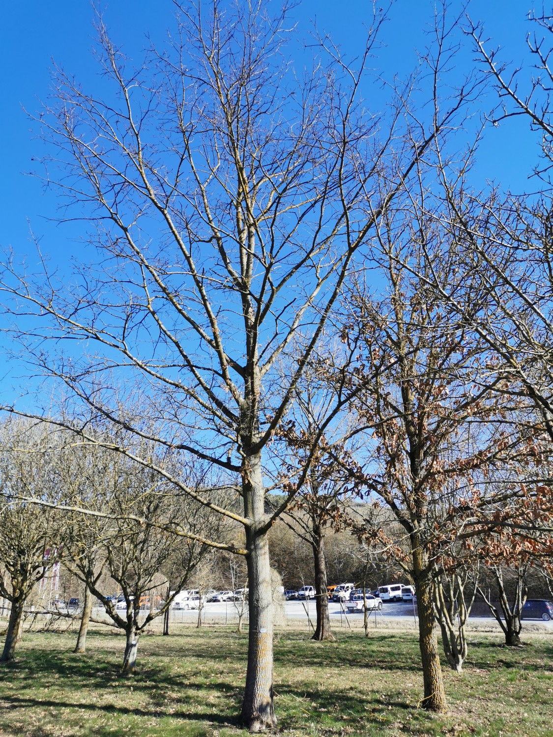 'Wodan' cerris Quercus