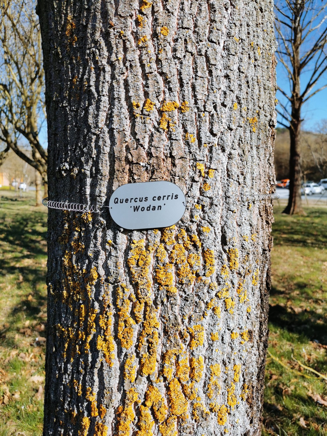 Quercus cerris 'Wodan' - Thüngersheim - 2019