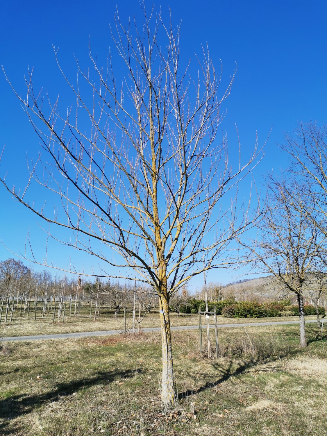 'Fernleave' fraxinifolia Pterocarya