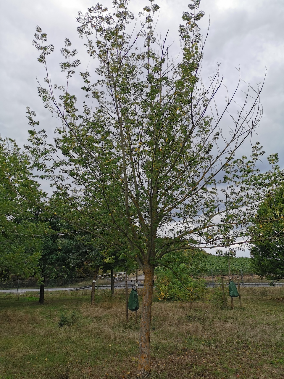 Pterocarya fraxinifolia 'Fernleave' - Thüngersheim - 2022