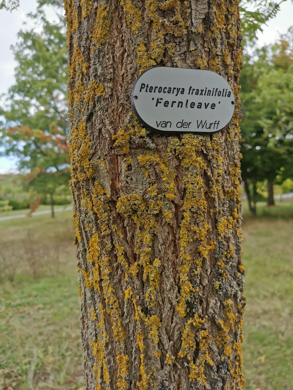 Pterocarya fraxinifolia 'Fernleave' - Thüngersheim - 2022