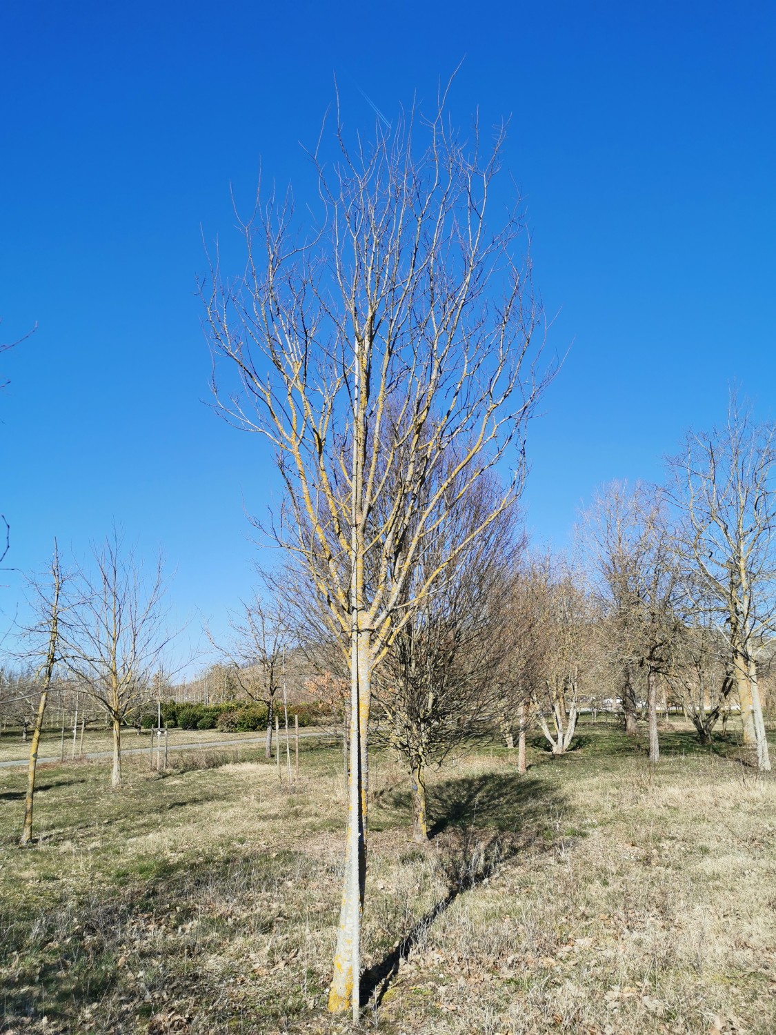 'Typ England' carpinifolia Zelkova