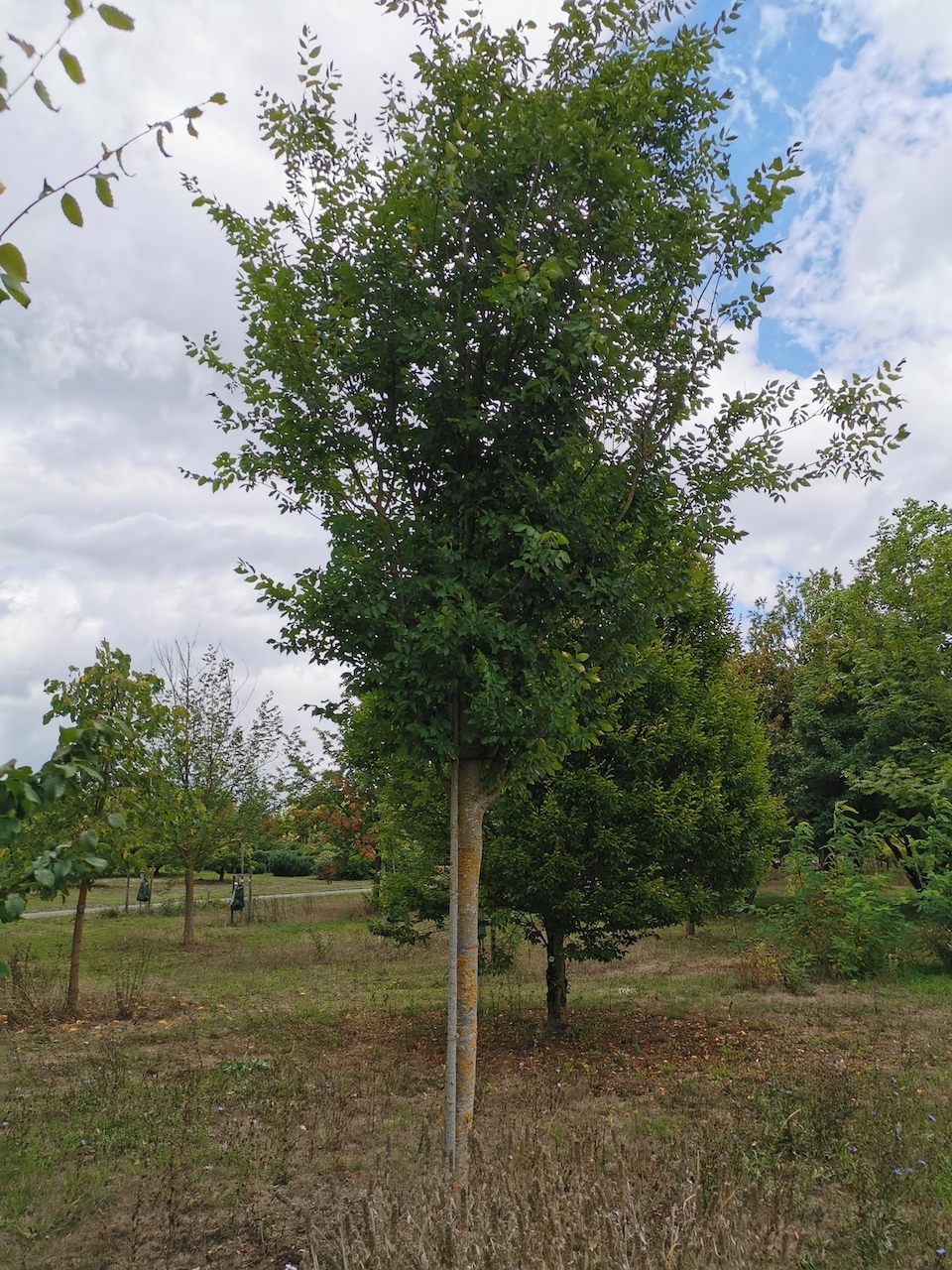 Zelkova carpinifolia 'Typ England' - Thüngersheim - 2022