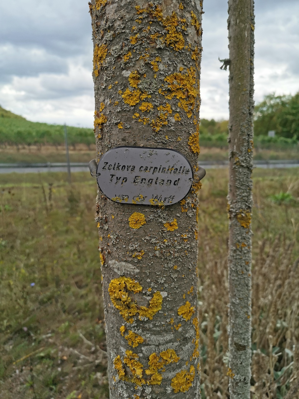 Zelkova carpinifolia 'Typ England' - Thüngersheim - 2022