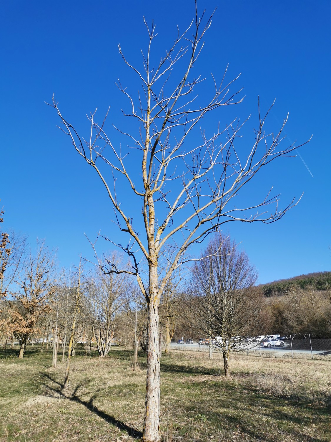'Flamingo' sinensis Toona