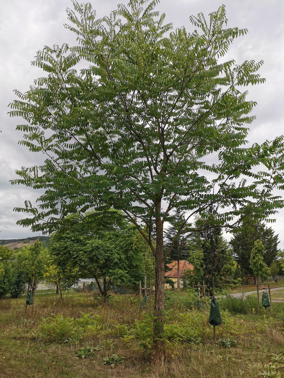 Toona sinensis 'Flamingo' - Thüngersheim - 2022