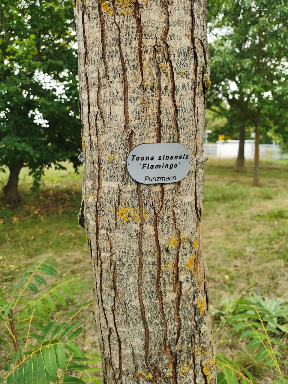 Toona sinensis 'Flamingo' - Thüngersheim - 2022