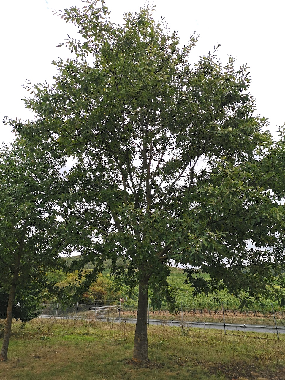 Quercus robur subsp. pedunculiflora