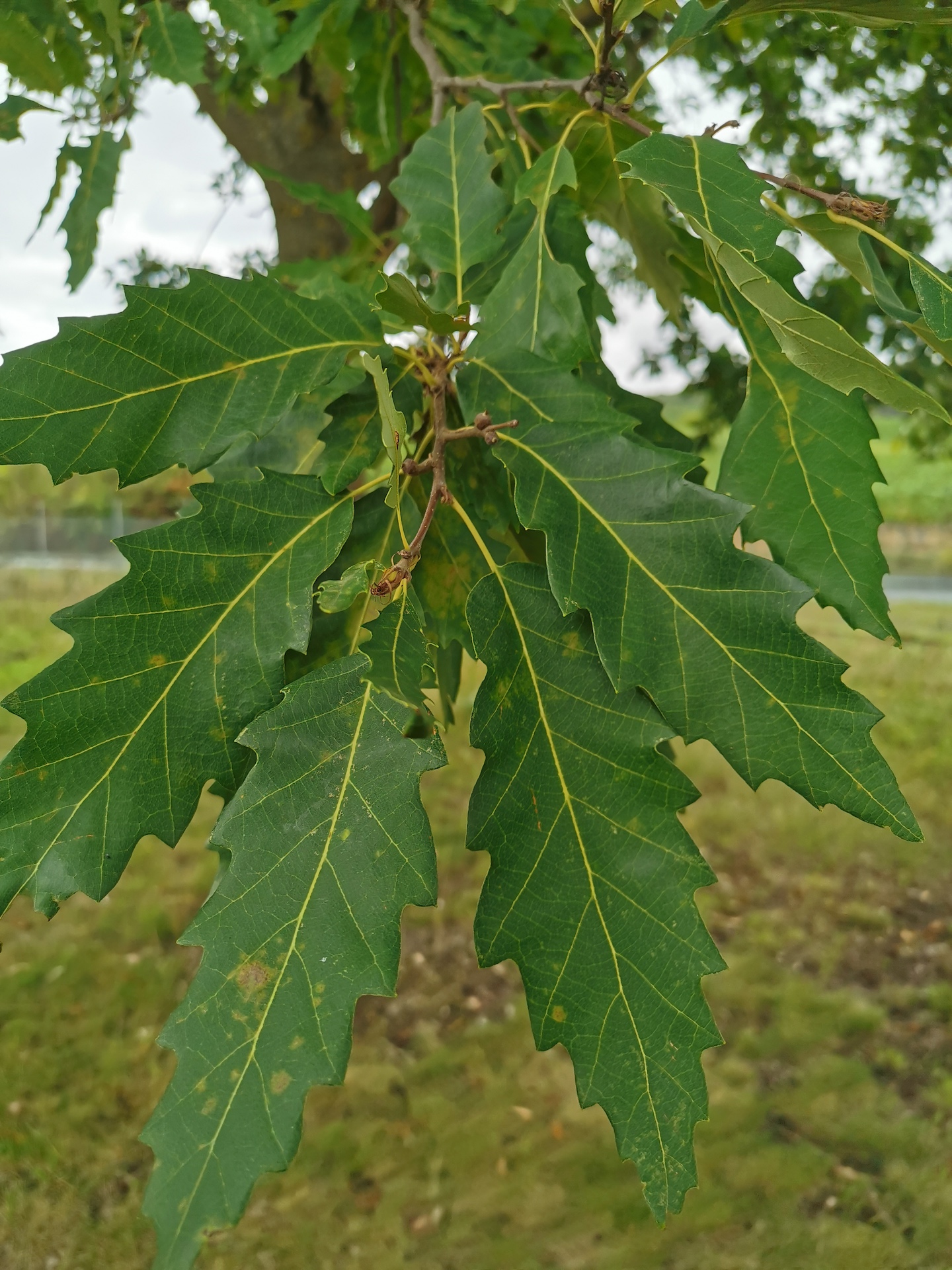 Quercus robur subsp. pedunculiflora - Thüngersheim - 2022