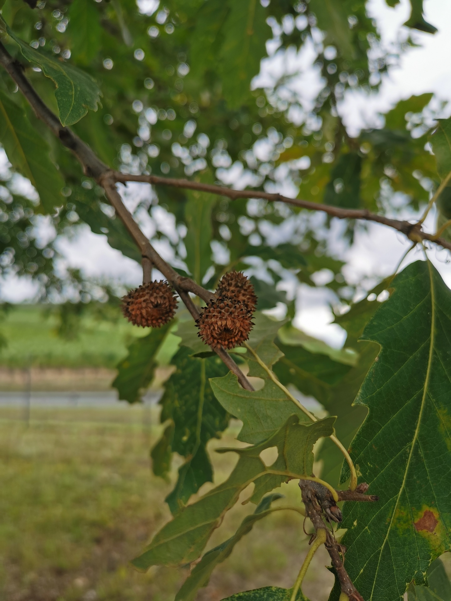 Quercus robur subsp. pedunculiflora - Thüngersheim - 2022