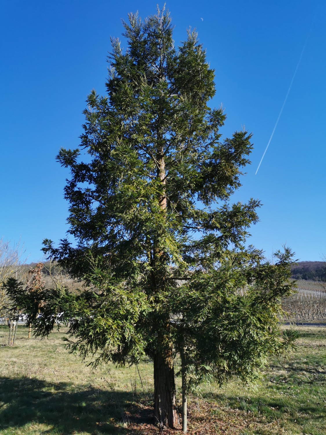 'Kalte Sophie' sempervirens Sequoia