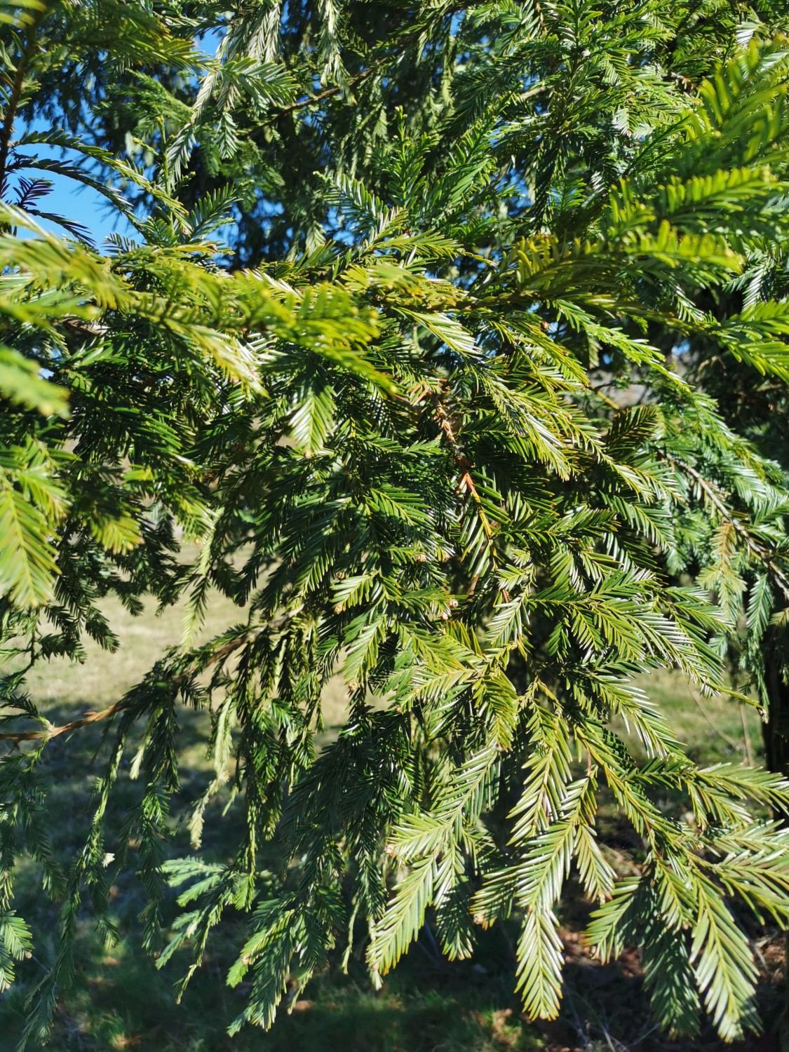 Sequoia sempervirens 'Kalte Sophie' - Thüngersheim - 2019