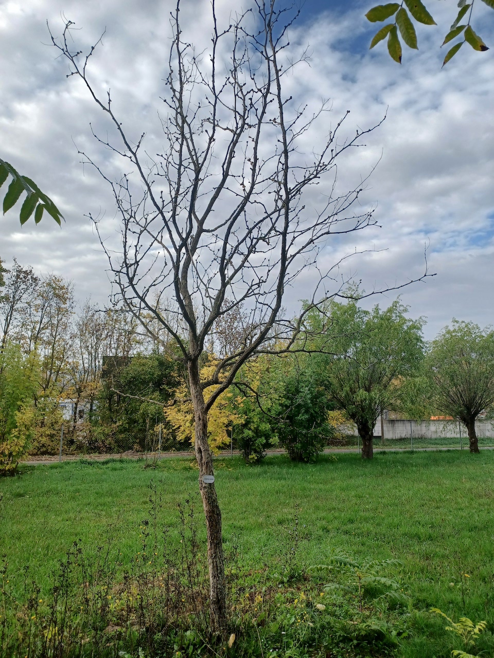 Ziziphus jujuba - Thüngersheim - 2022